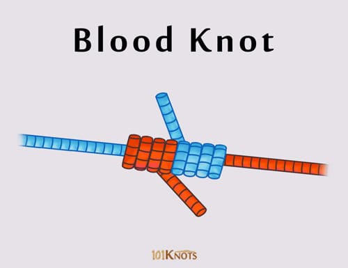 Line-to-Line Knots BLOOD KNOT braided, monofilament, core fly